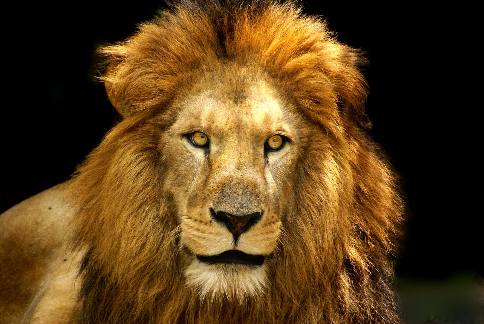 免费照片一头成年狮子，鬃毛浓密。