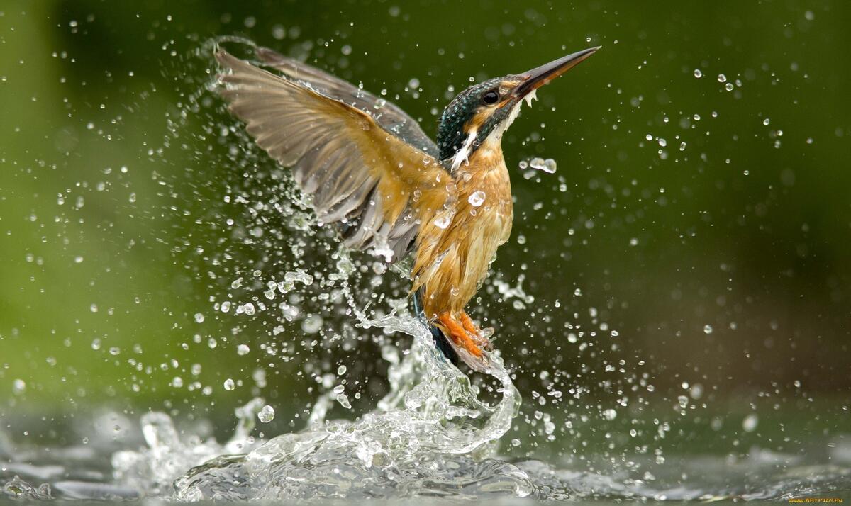 A kingfisher swims out of the water while hunting