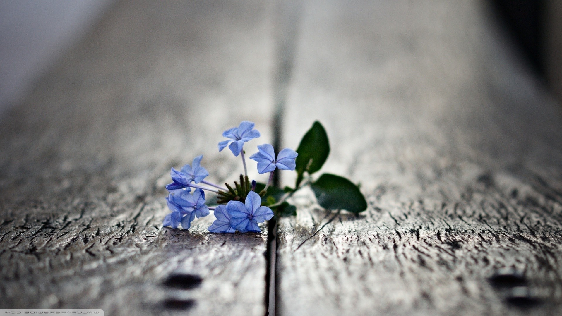 被遗弃的蓝色花朵