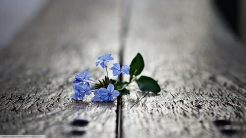 Abandoned blue flowers