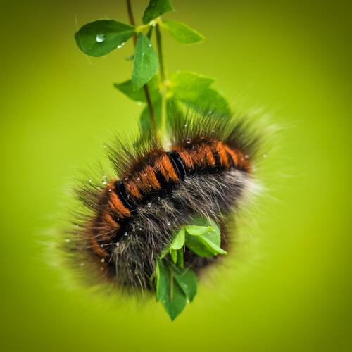 Furry caterpillar on green leaves