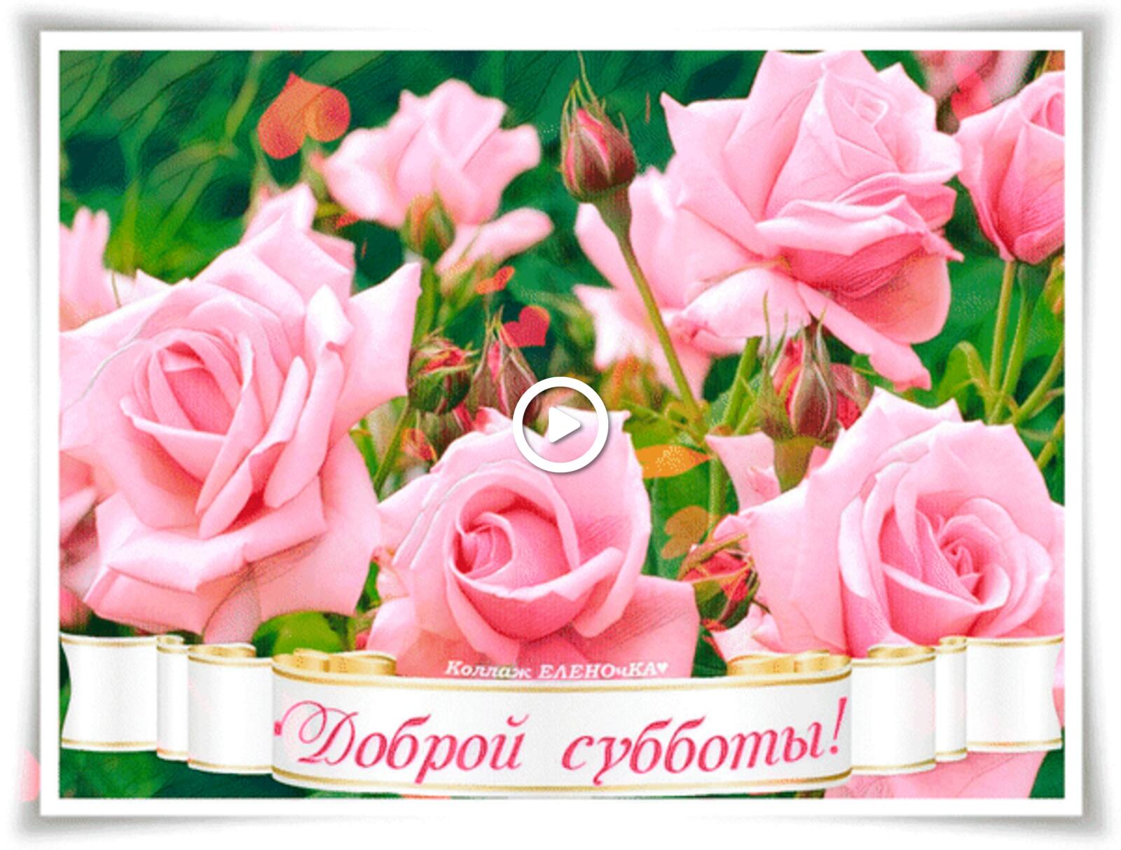 Открытка на тему суббота пожелания розовые розы бесплатно