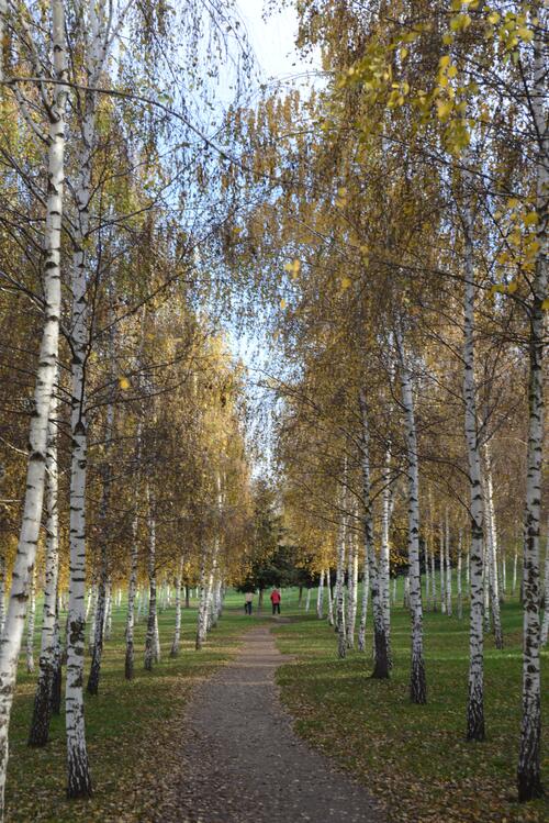 Alley along the birches