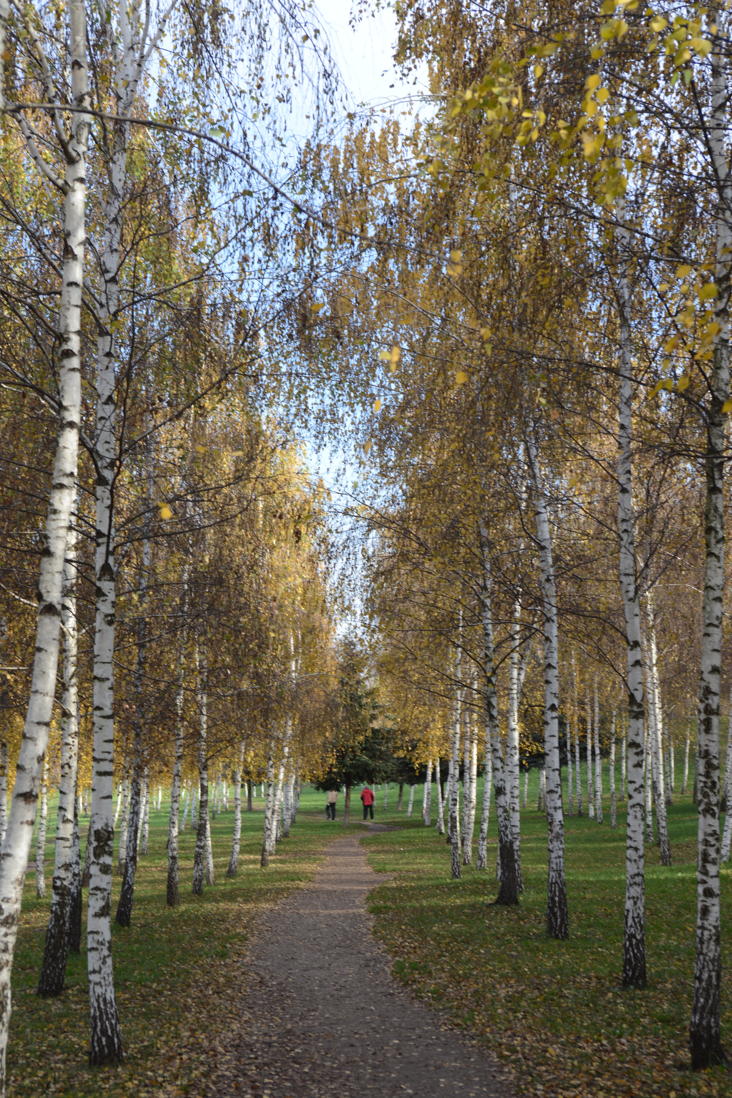 Free photo Alley along the birches