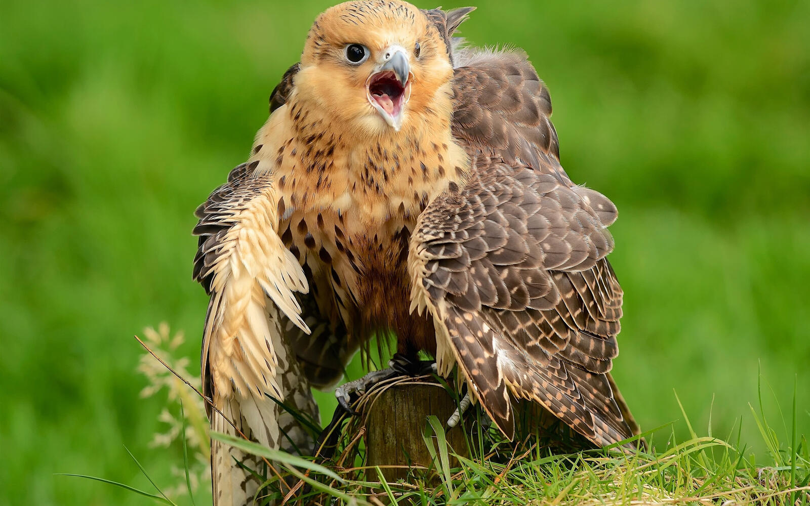 Бесплатное фото Сокол кричит с распахнутыми крыльями