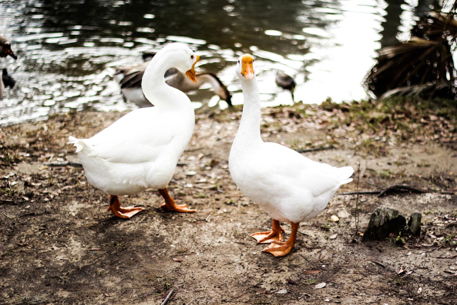 免费照片河岸上的两只白鹅