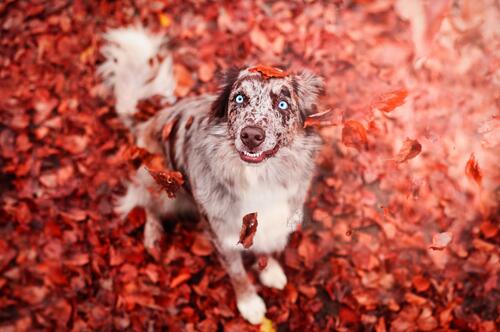 A happy dog playing with red leaves