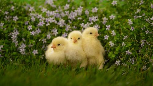 Three chickens huddled together in the grass