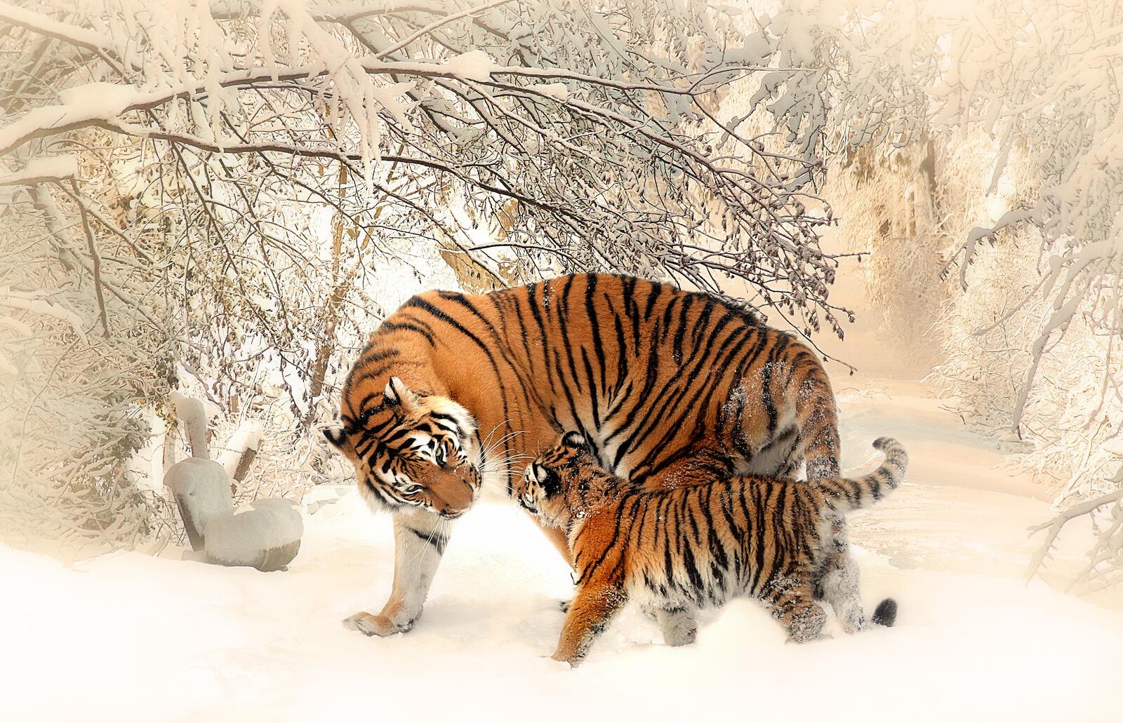 免费照片阿尔泰虎的母亲和幼崽在雪中