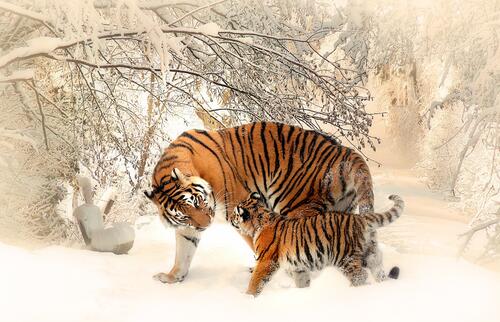 Алтайские тигры мать с детенышем на снегу