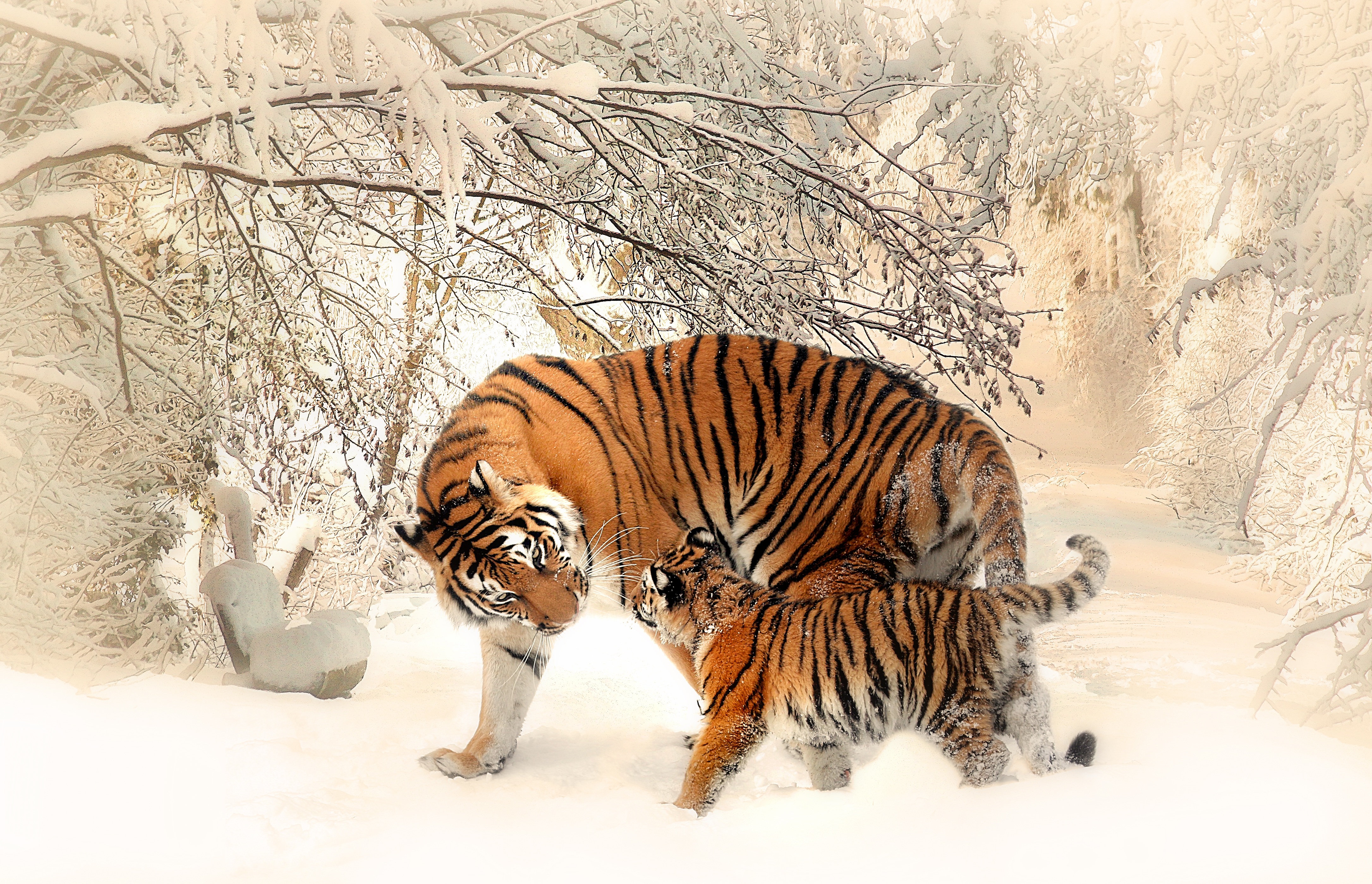Бесплатное фото Алтайские тигры мать с детенышем на снегу