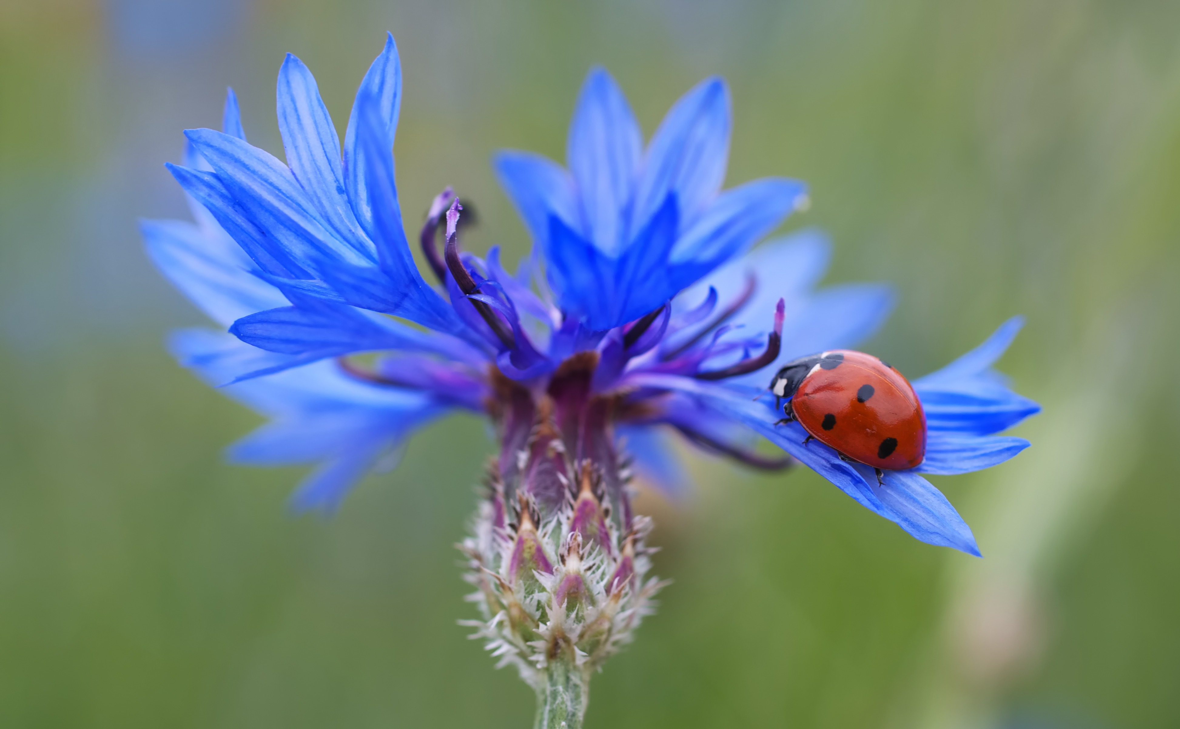 免费照片蓝色花朵上的瓢虫