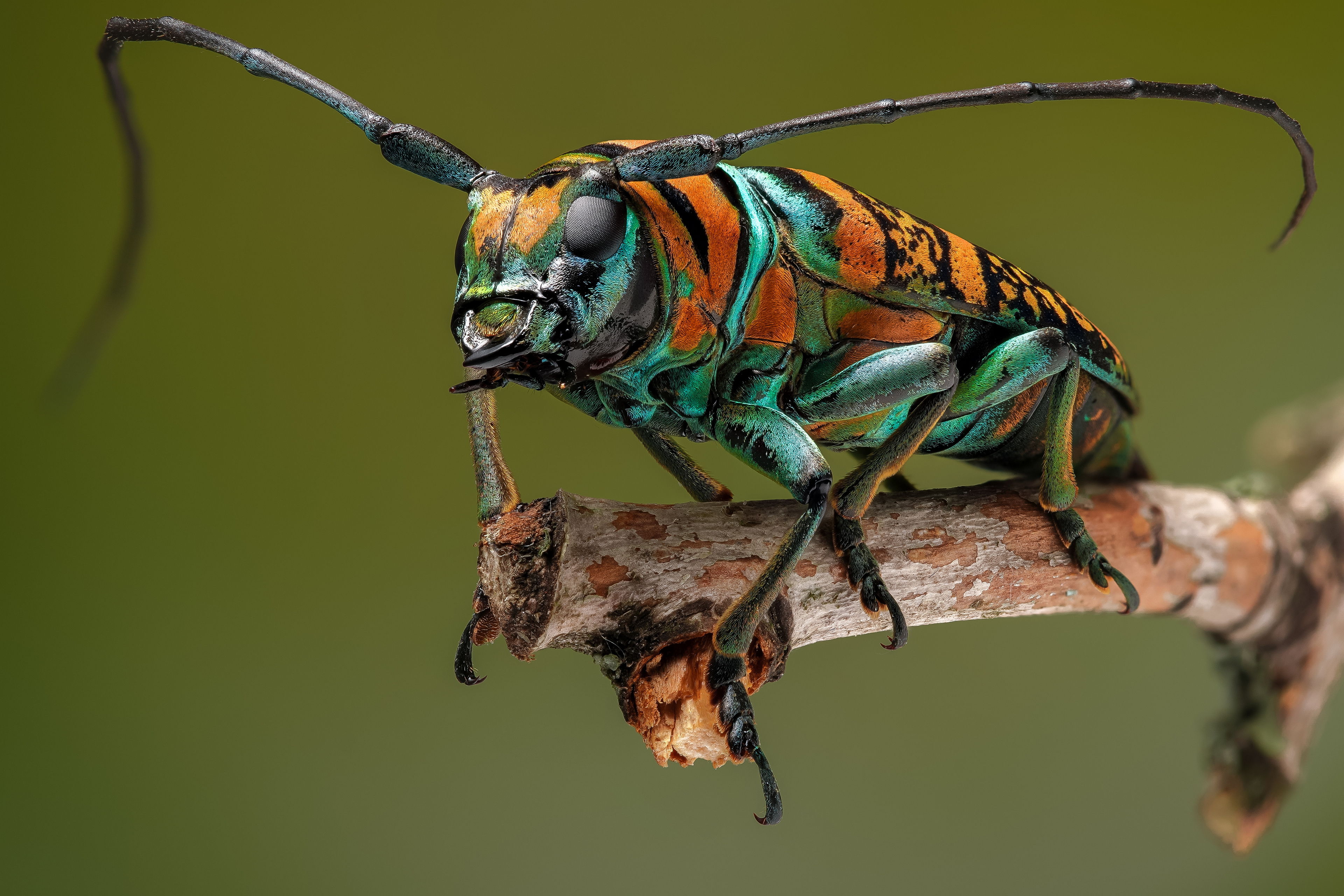 免费照片一只长腿甲虫坐在树枝上