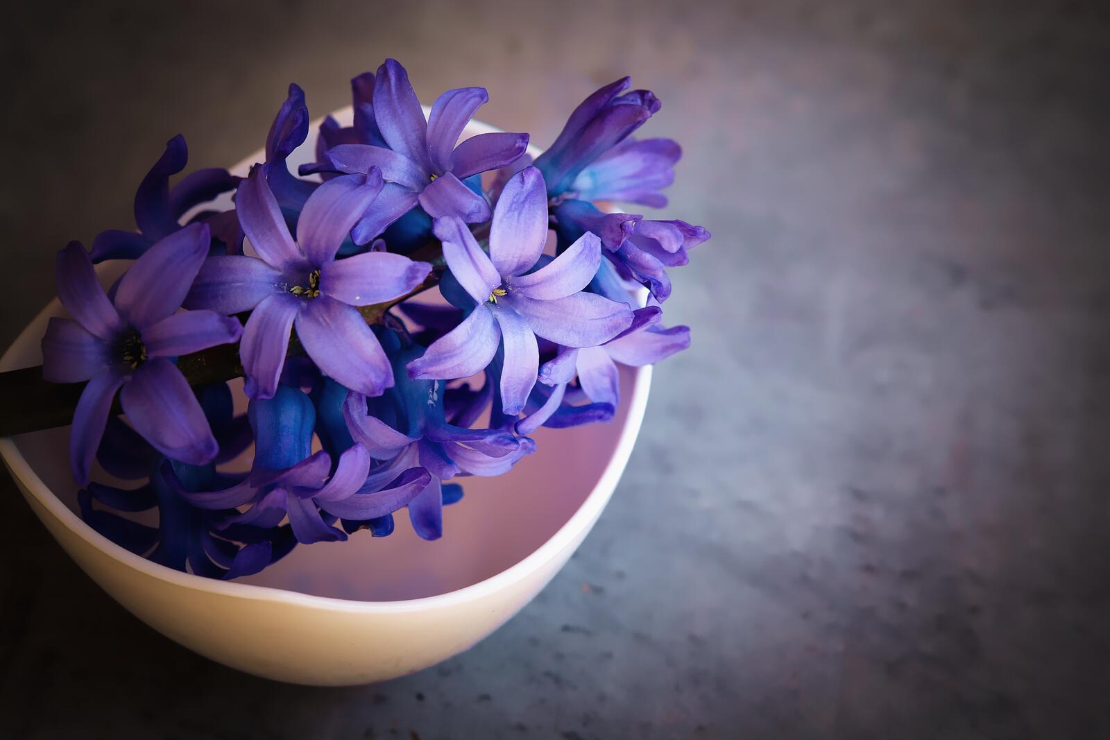 Синие цветочки в глубокой чаше