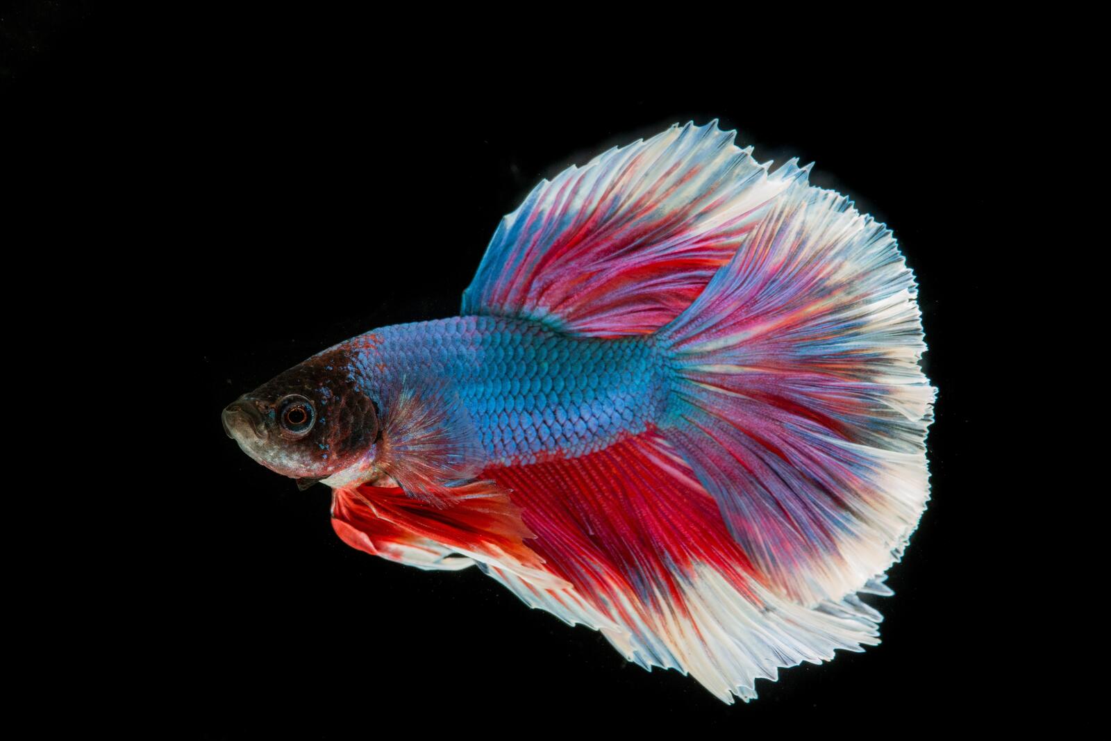 Бесплатное фото Красивая рыбка