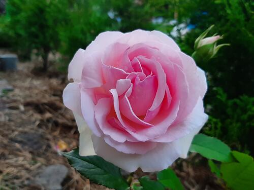 Бутон светло-розовой розы