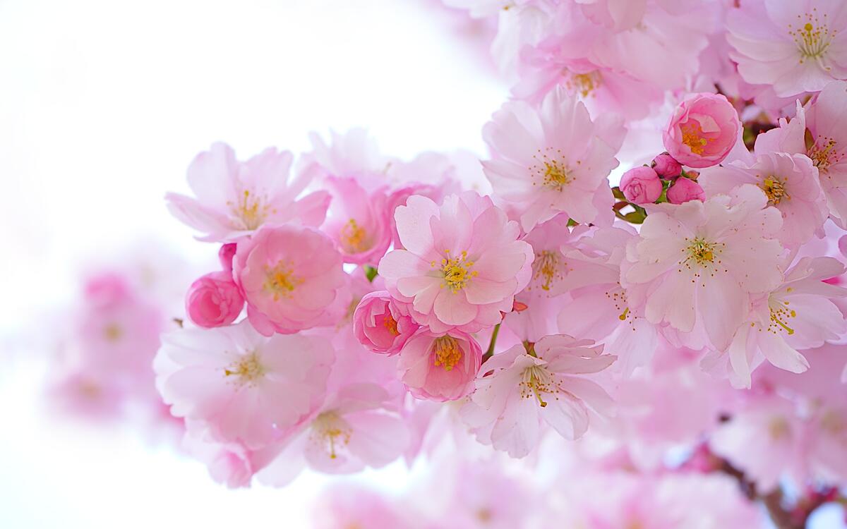 Маленькие розовые цветочки на белом фоне
