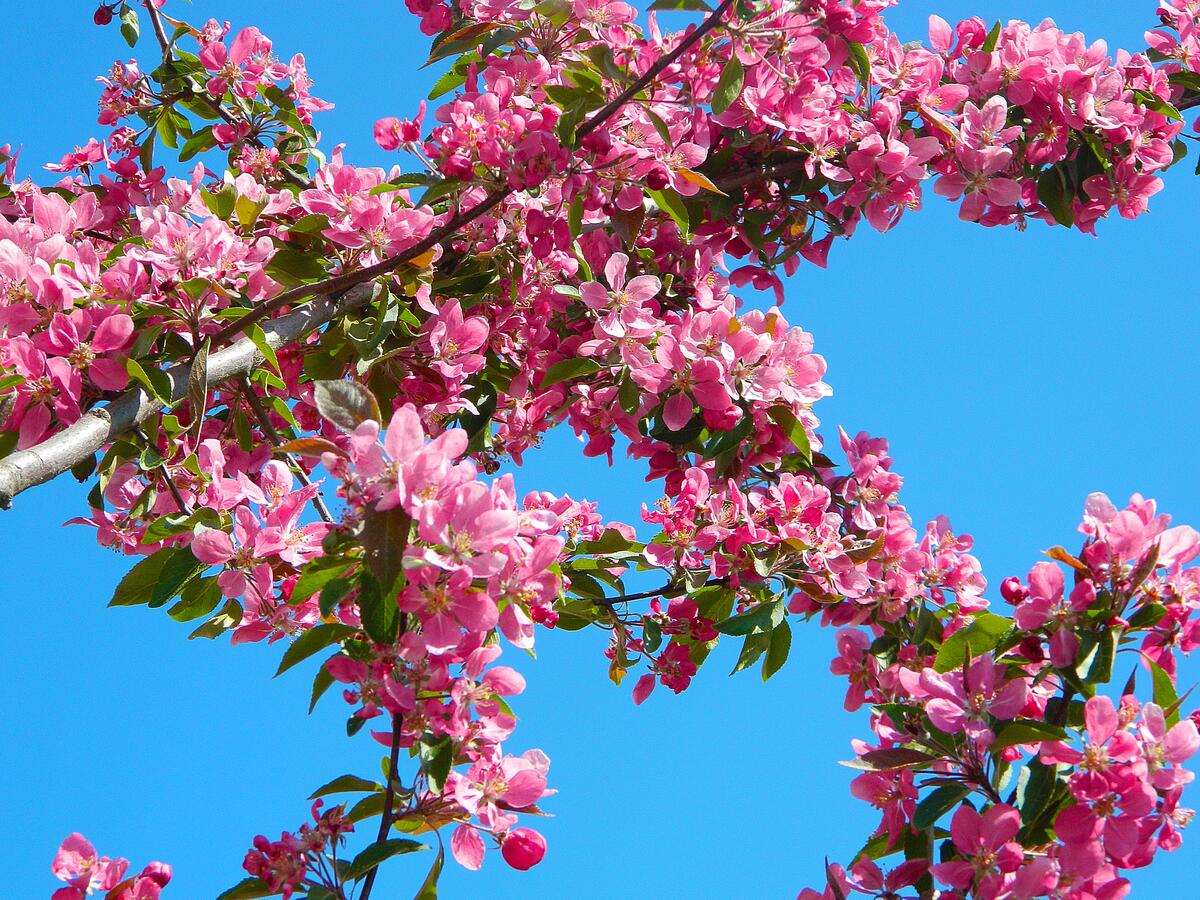 Розовые цветы на ветках деревьев