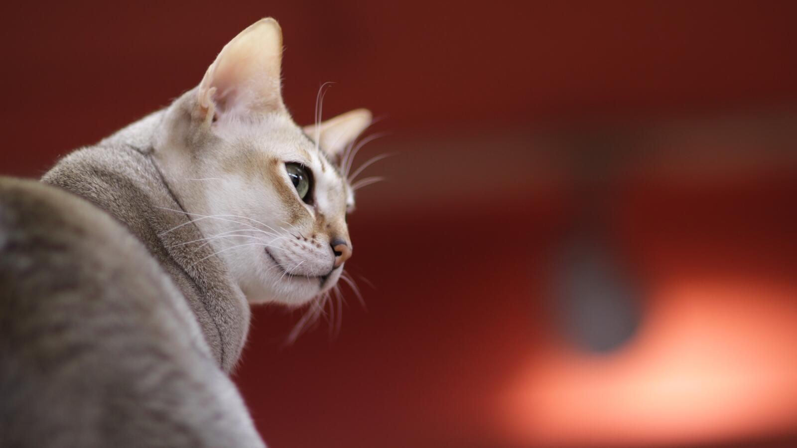 Бесплатное фото Короткошерстна кошка смотрит в сторону