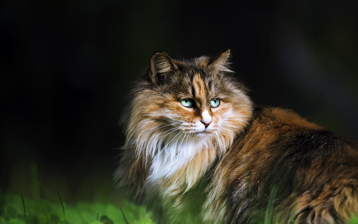 Fluffy cat with green eyes