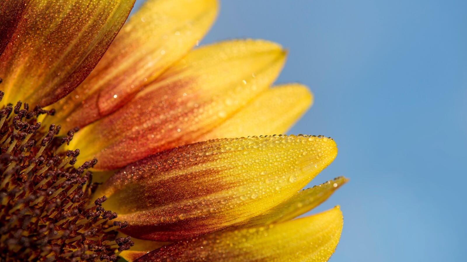 Free photo Dewdrops on a sunflower