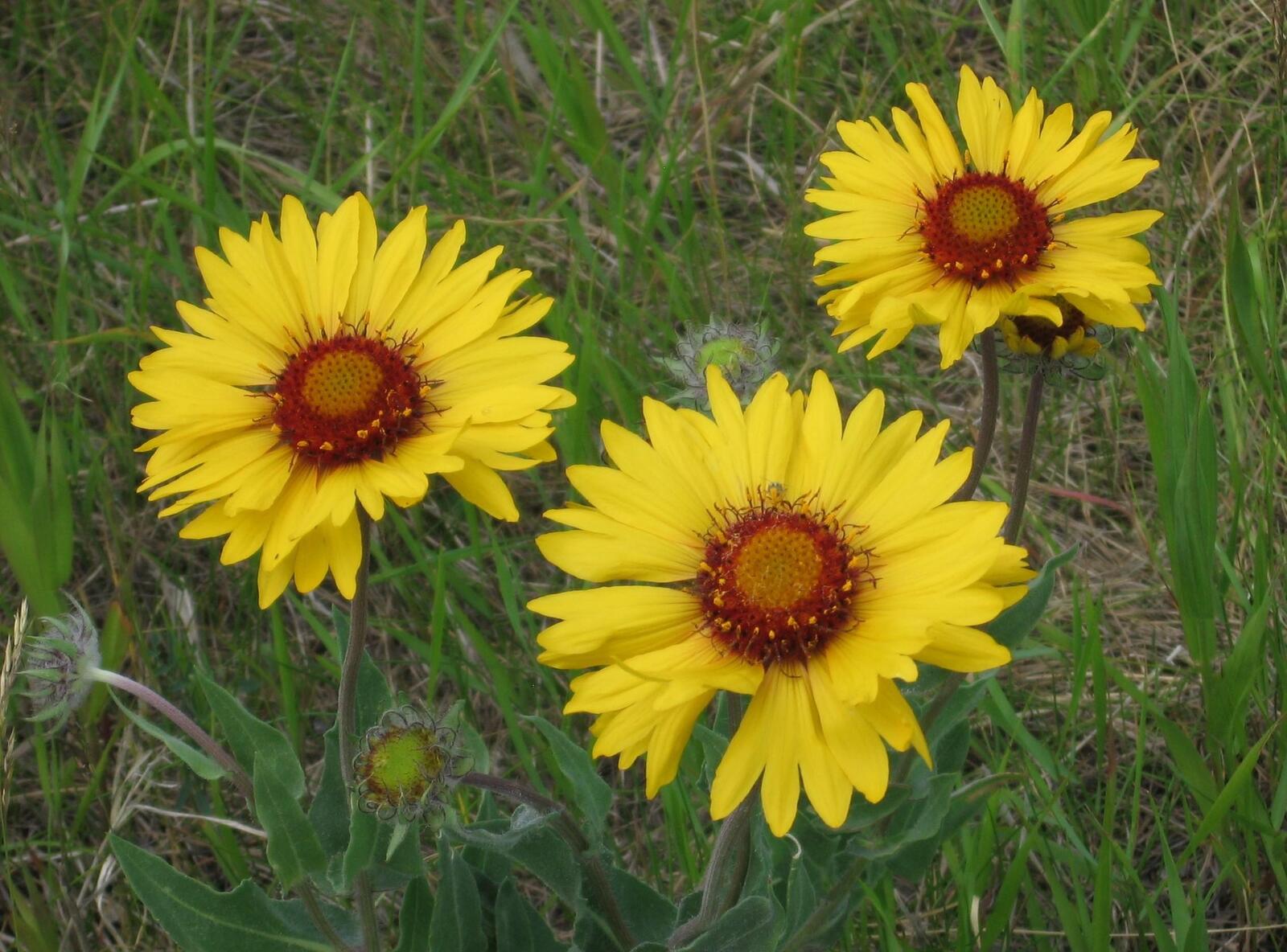 Free photo Yellow daisies