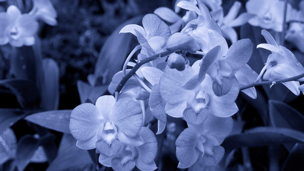 Орхидеи белого цвета