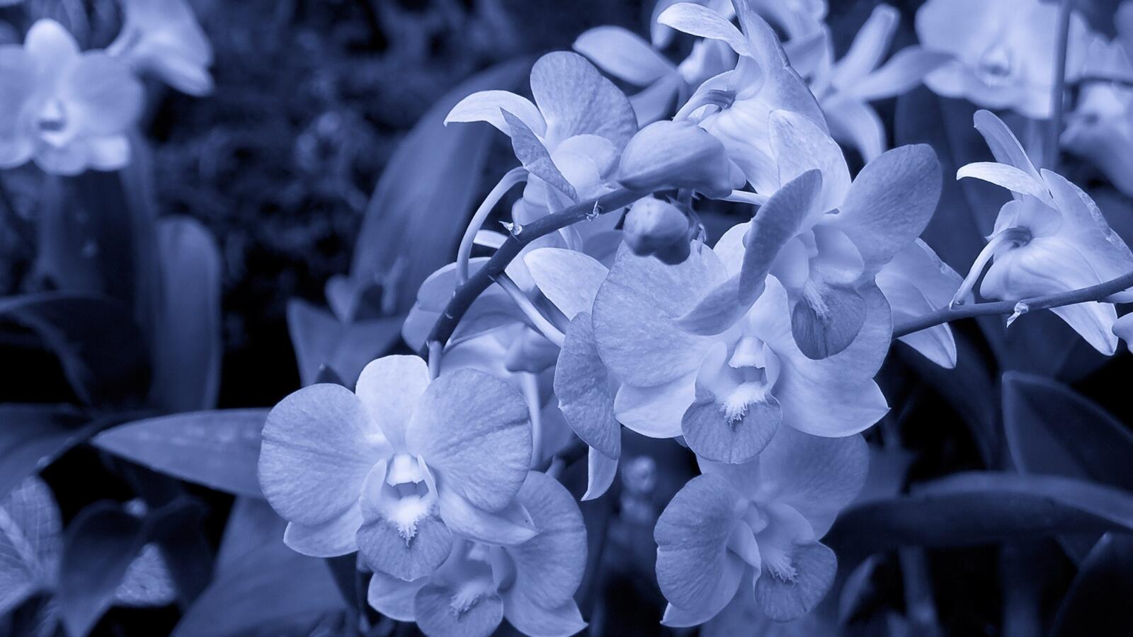 Бесплатное фото Орхидеи белого цвета