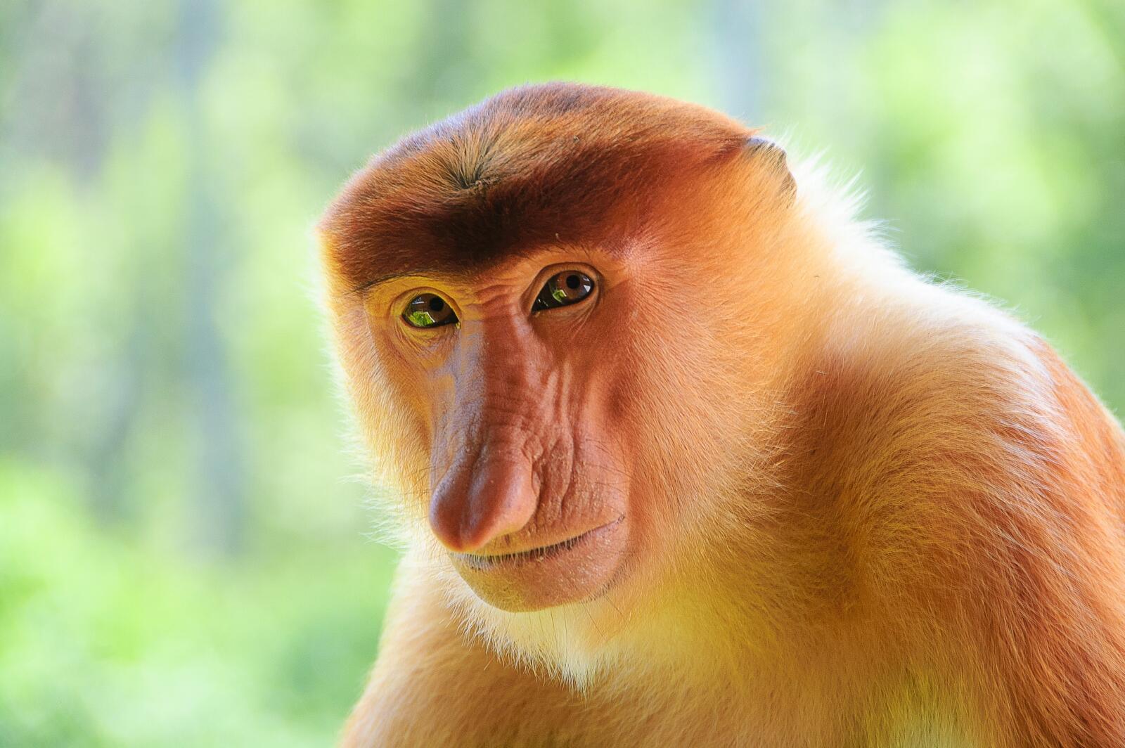 Бесплатное фото Взгляд мудрой обезьяны