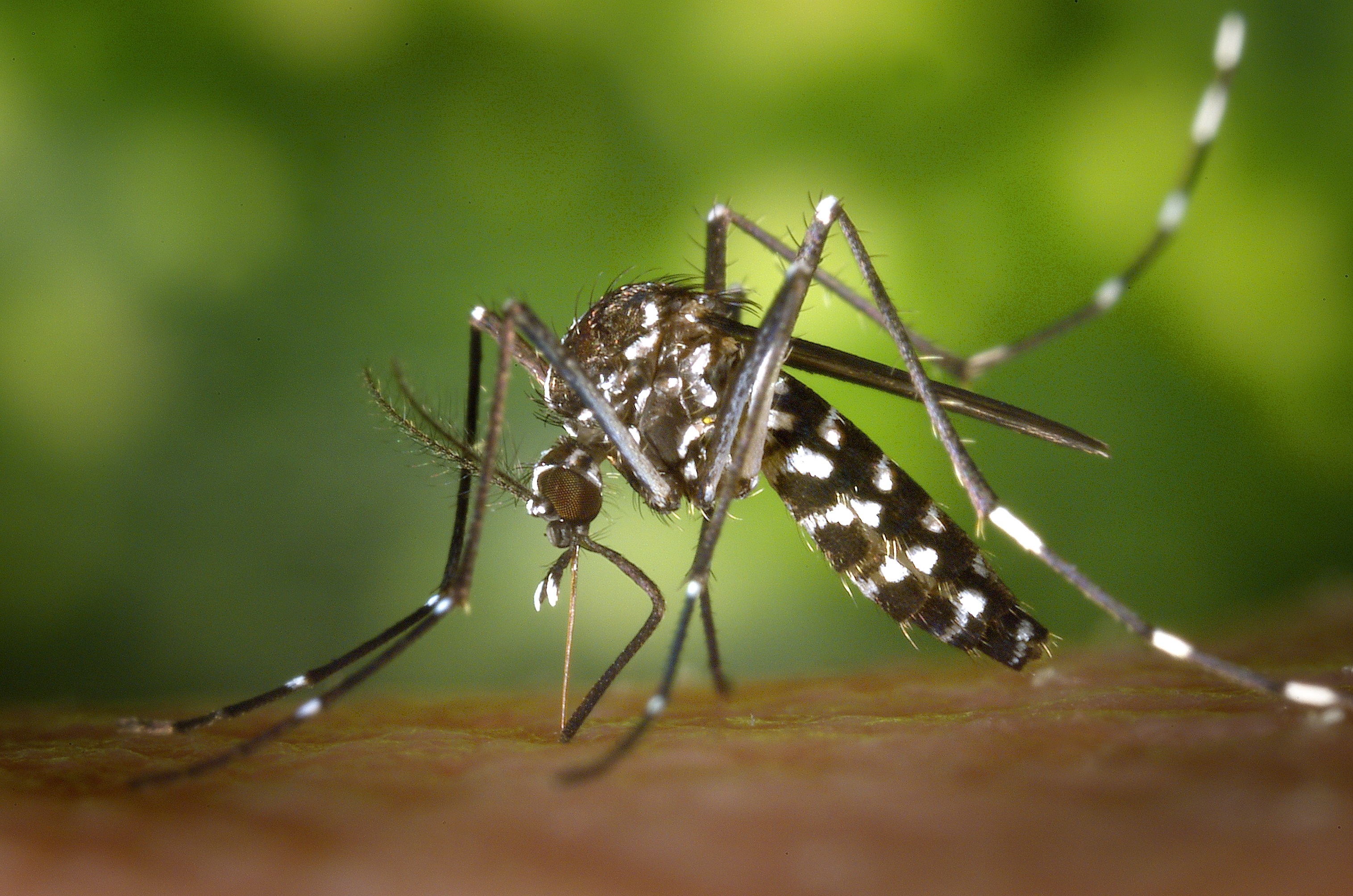 Бесплатное фото Полосатый комар