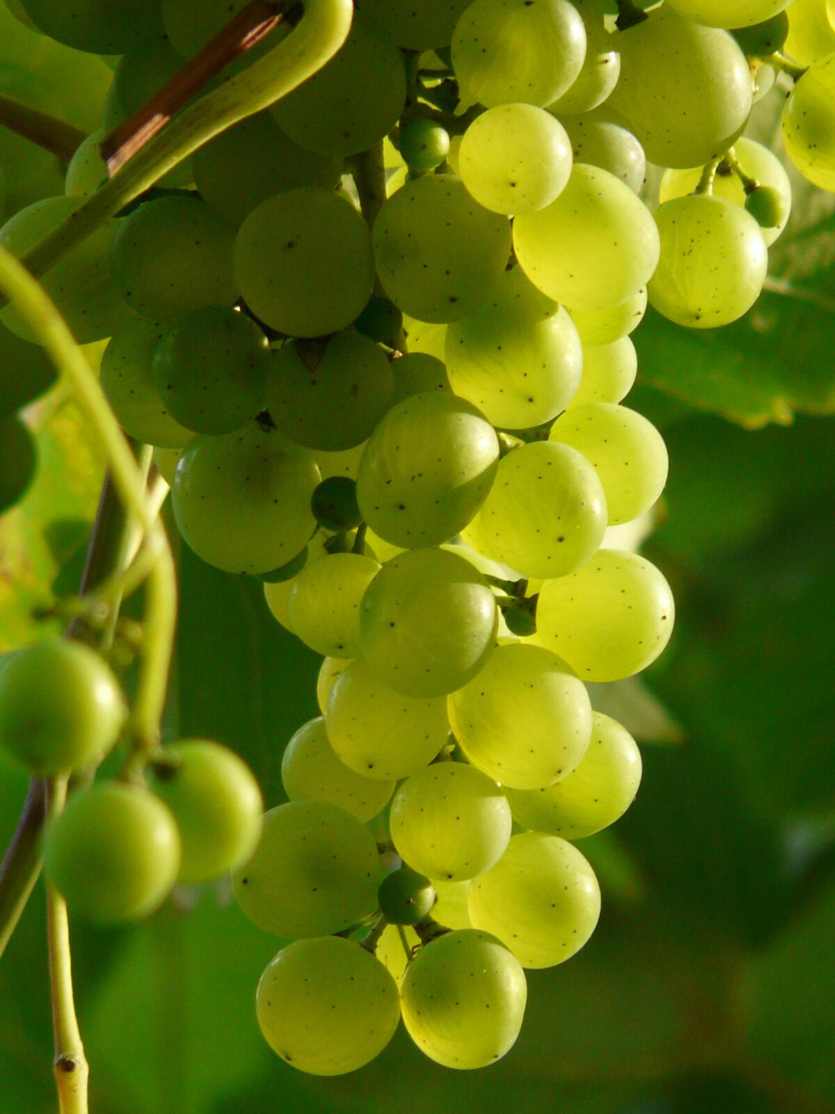 The clusters of grapes on the branch are illuminated by the morning sun
