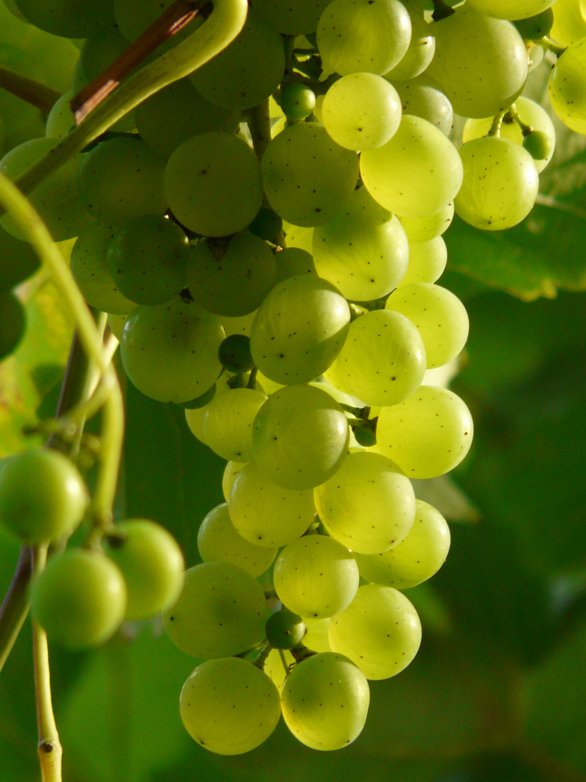 Бесплатное фото Гроздья винограда на ветви освещаются утренним солнцем