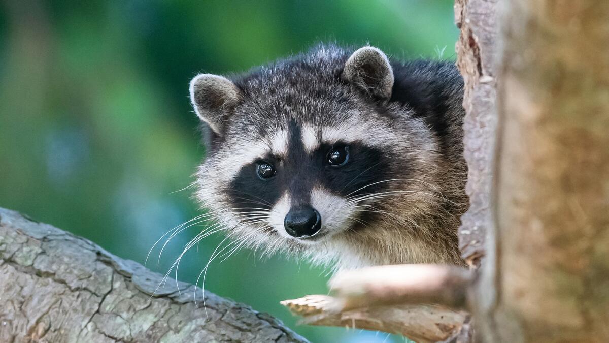 A raccoon hiding behind a tree