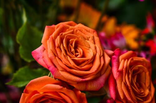 Оранжевые бутоны роз