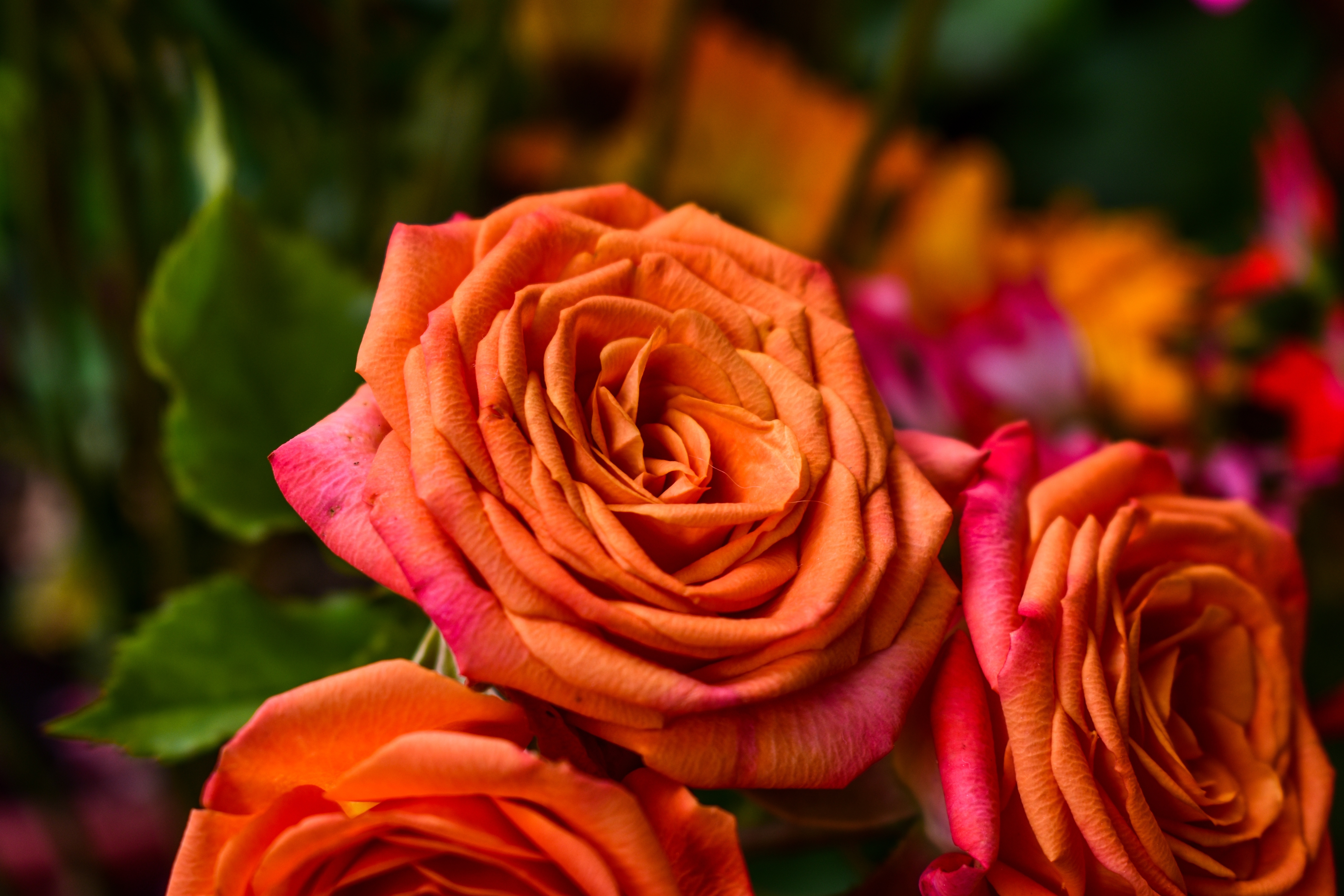 Бесплатное фото Оранжевые бутоны роз