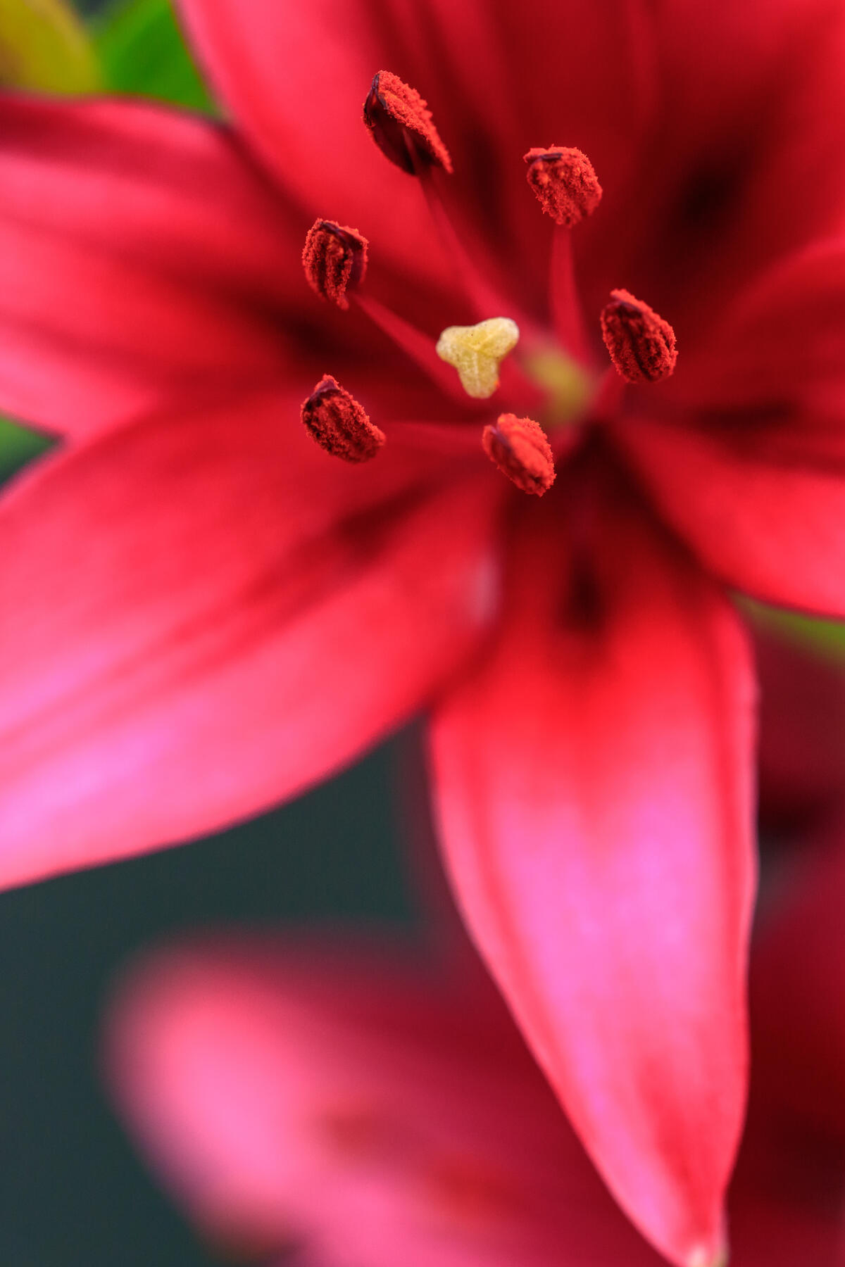 Тычинки красного цветка