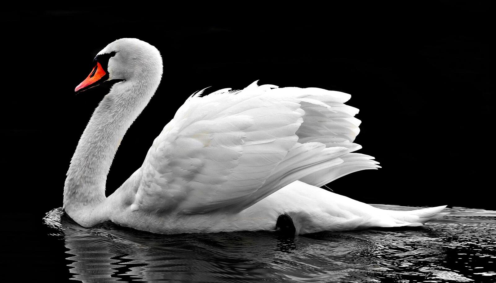 Бесплатное фото Белый лебедь на воде