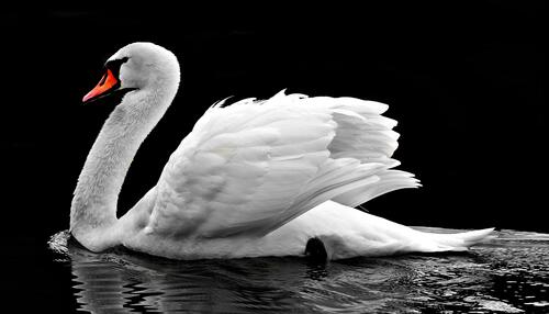 A white swan on the water