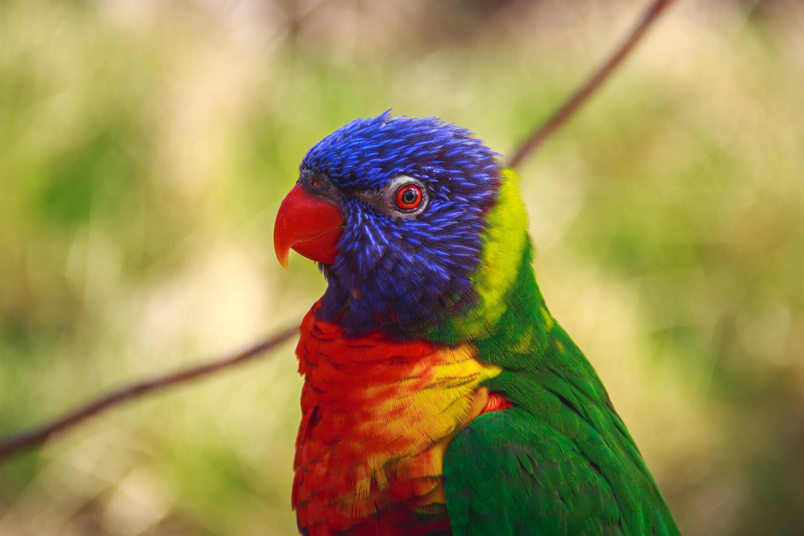 Бесплатное фото Маленький цветной попугайчик