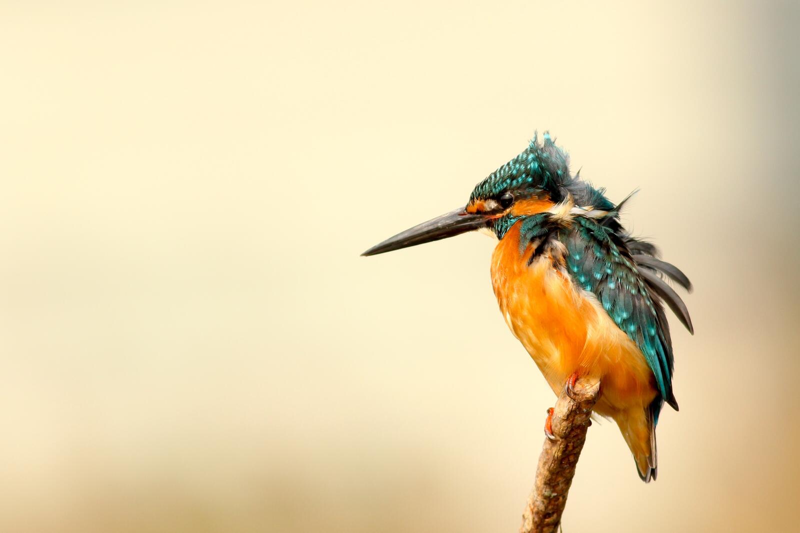Free photo A kingfisher sitting on a thin branch in close-up