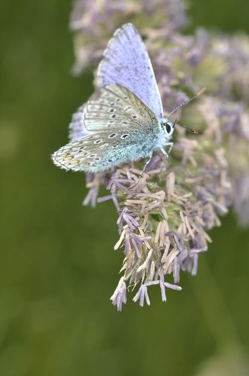 Красивая бабочка с серо-голубыми крыльями