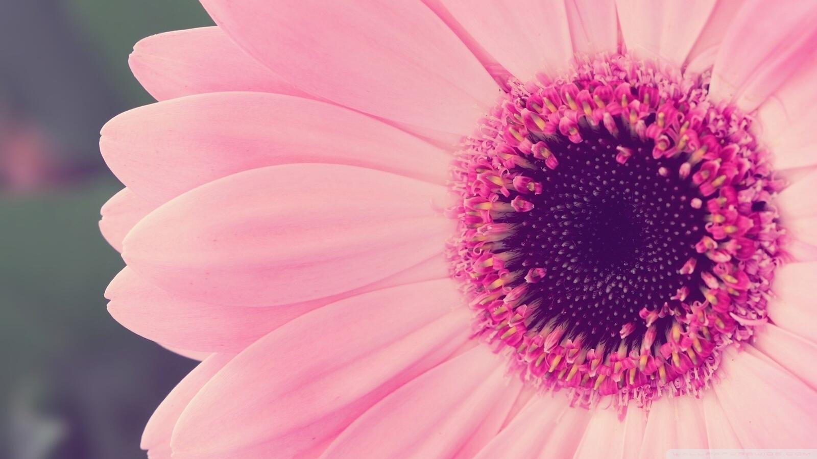 Бесплатное фото Лепестки большого розового цветка