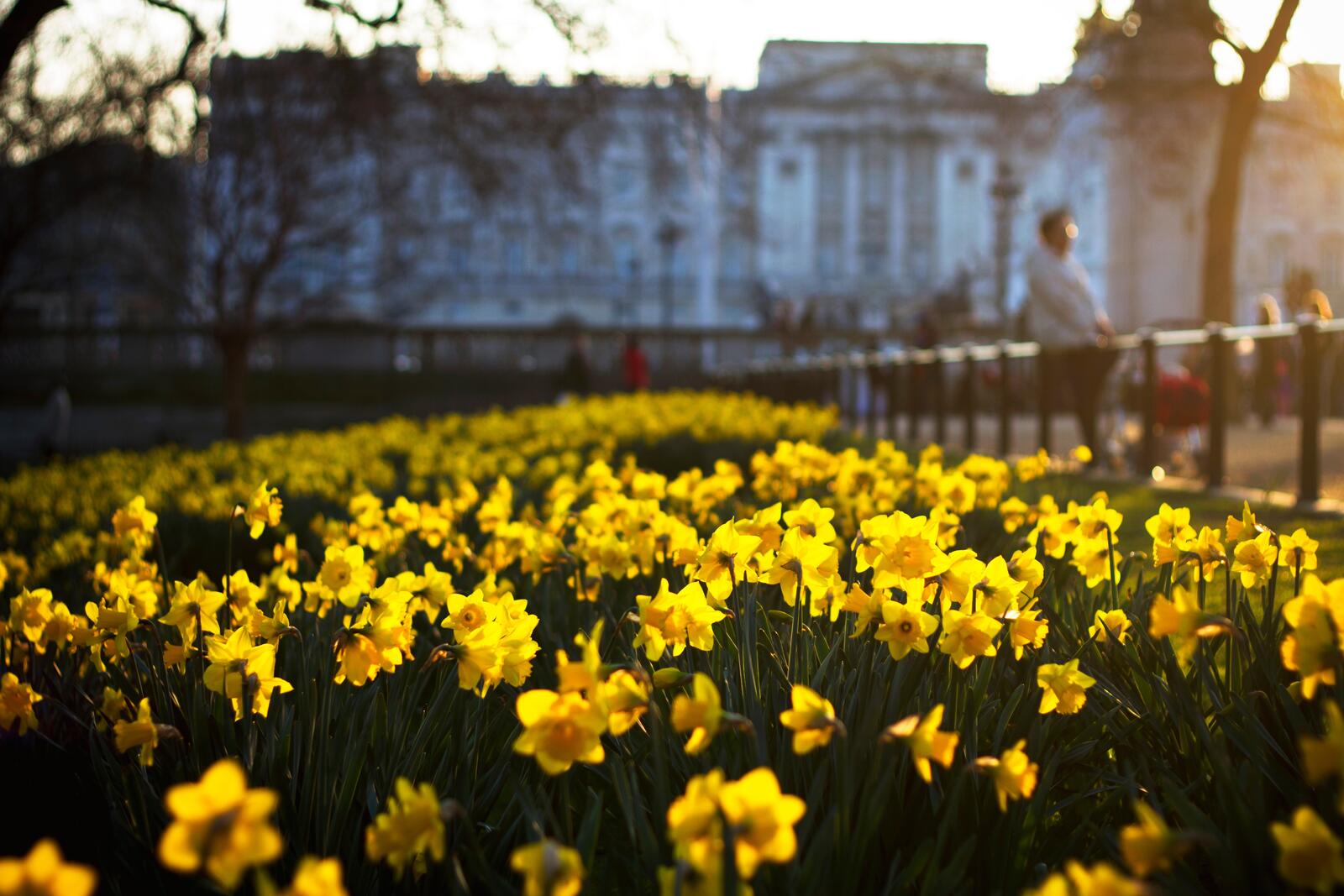 Бесплатное фото Парк с желтыми цветами