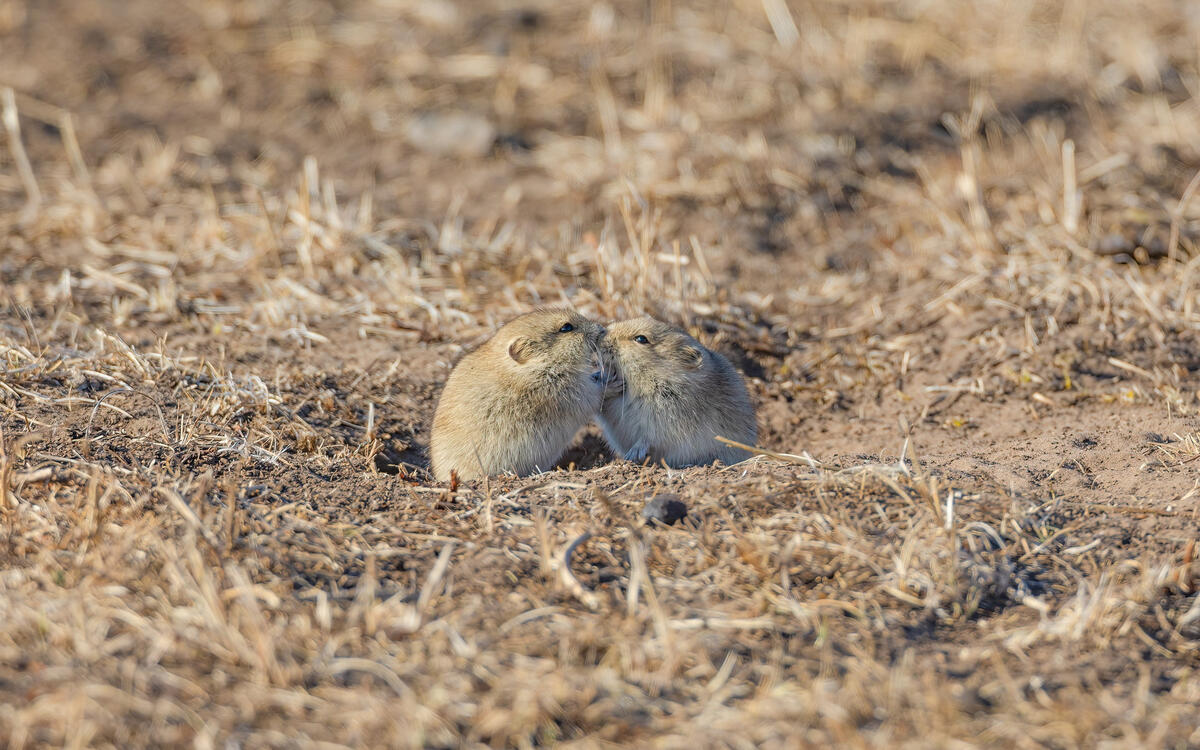 Две милые маленькие мышки