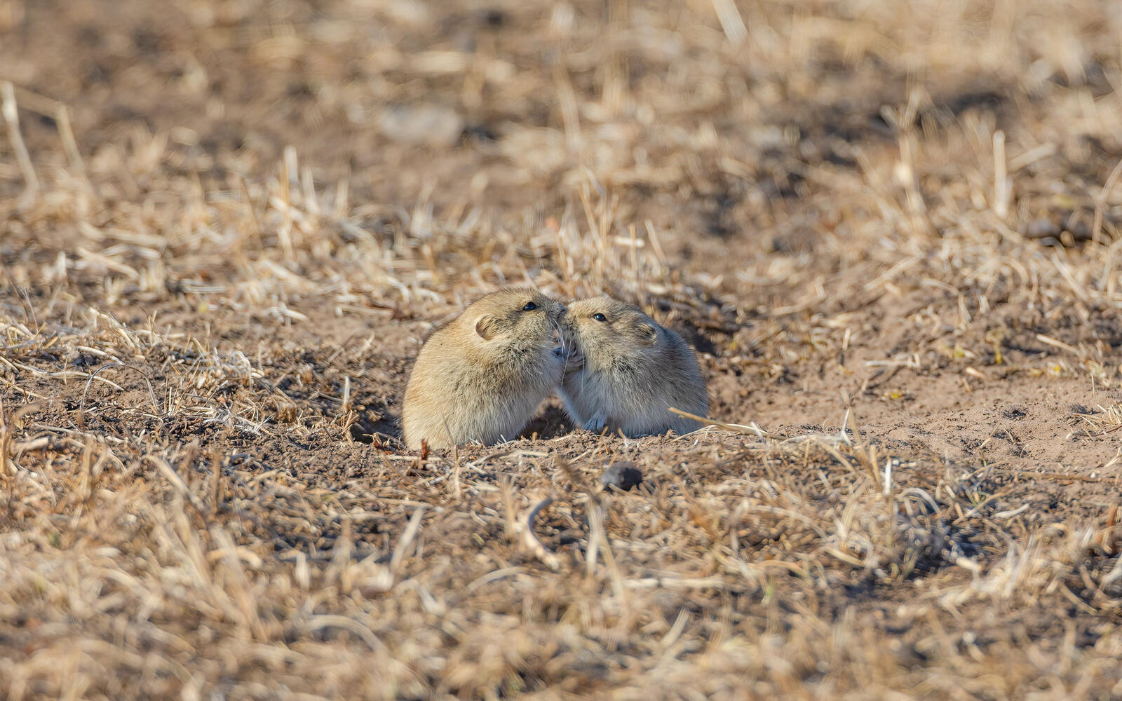 Бесплатное фото Две милые маленькие мышки