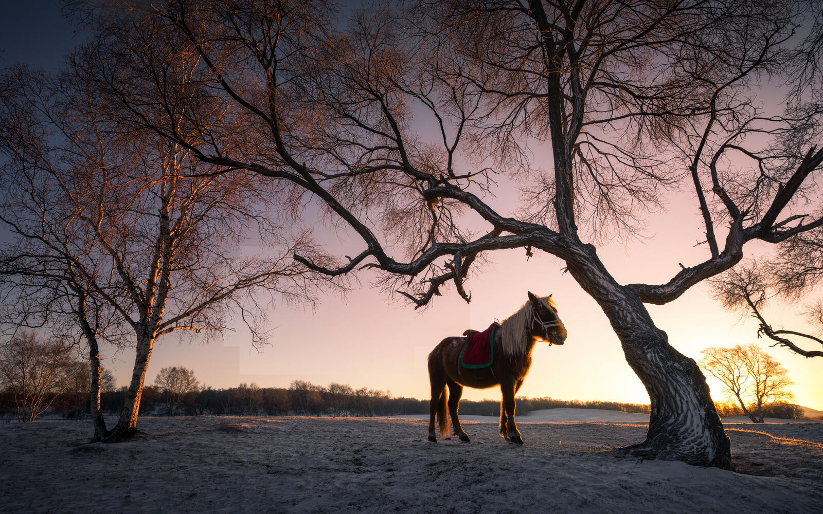 Free photo A beautiful big horse at sunset