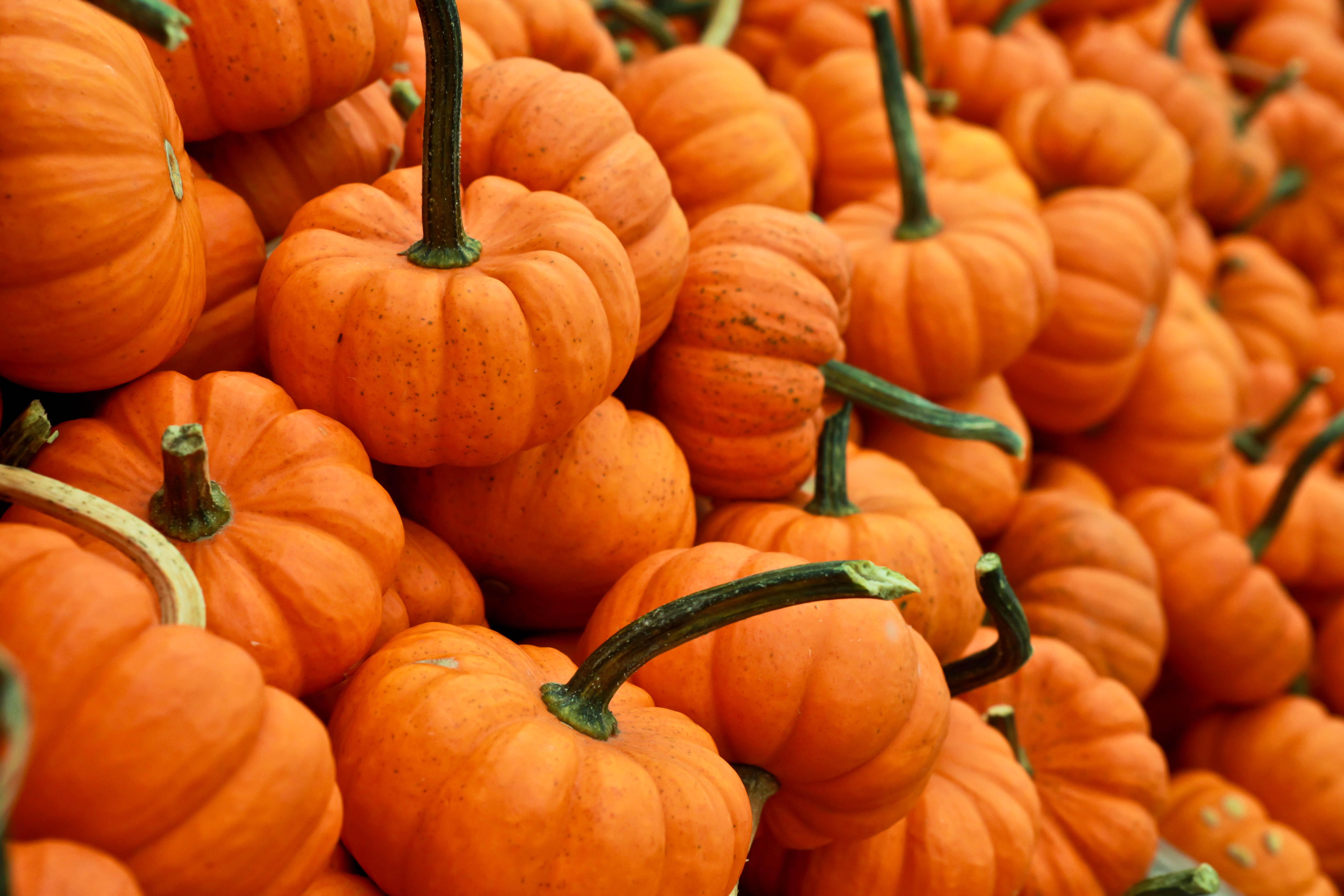Free photo Wallpaper with a bunch of pumpkins