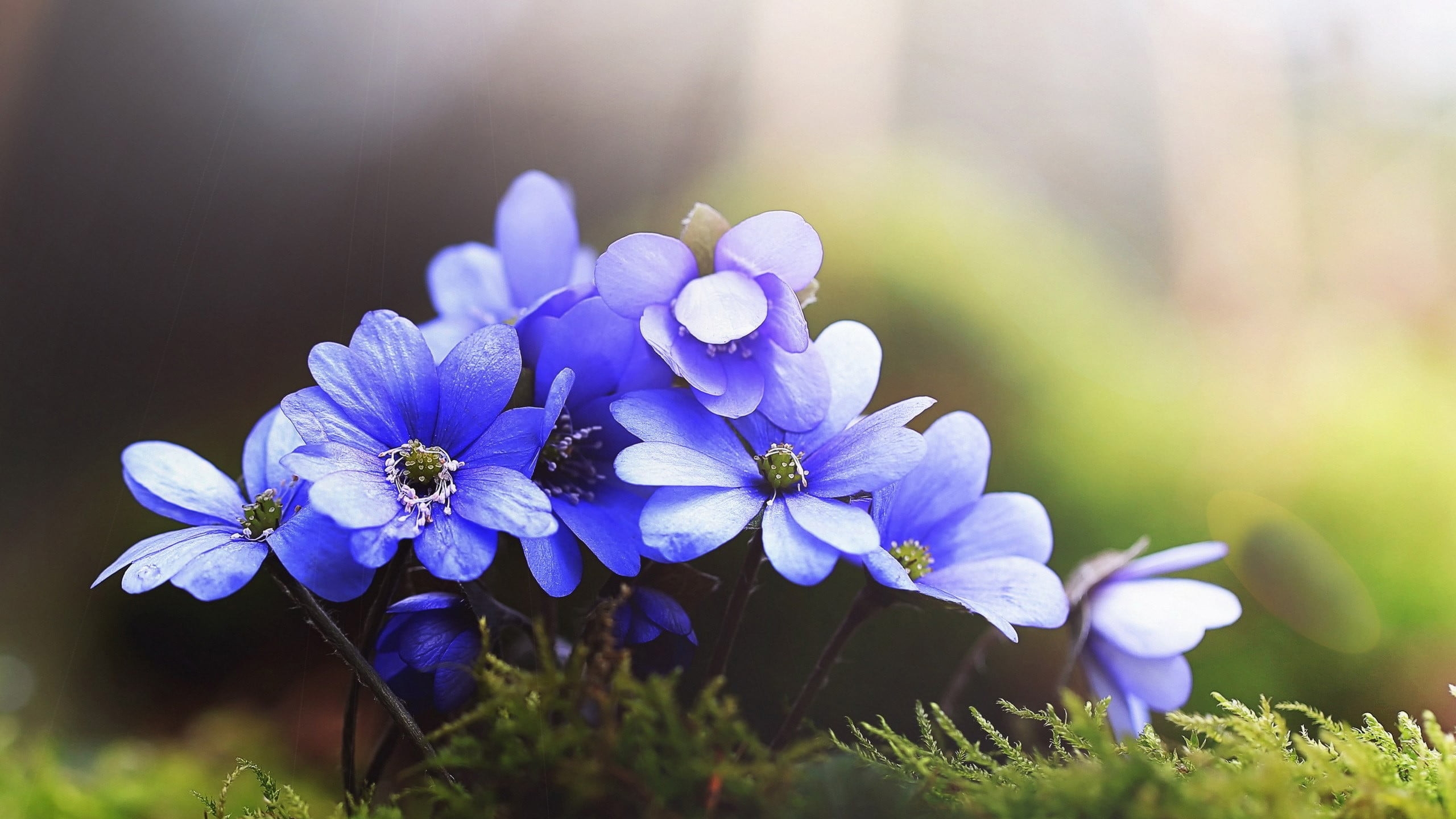 Бесплатное фото Маленькие голубые цветы