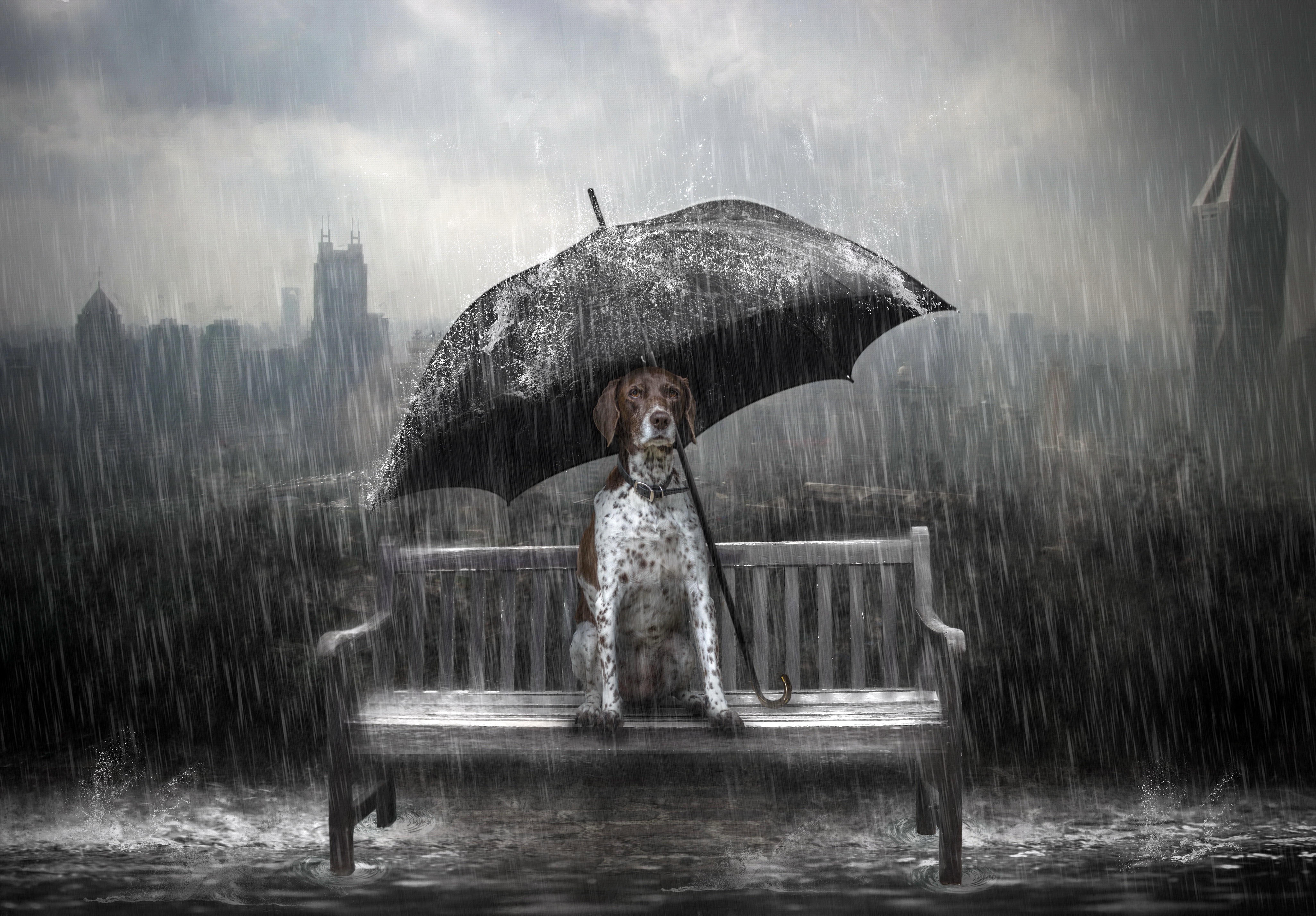 Пятнистый пес сидит в дождливую погоду под зонтом