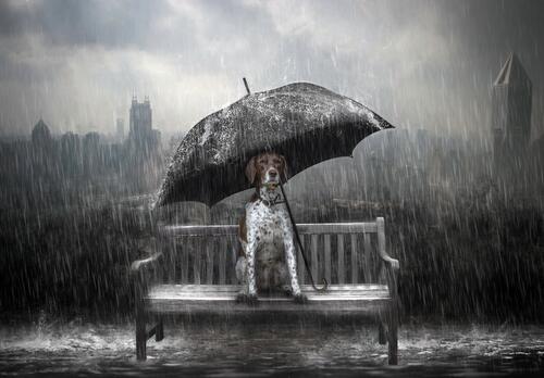 A spotted dog sits in the rain under an umbrella